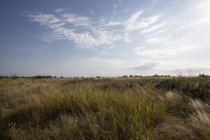 Open Fields in the North Shore