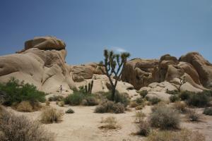 Classic Joshua Tree