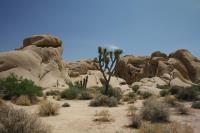 Classic Joshua Tree