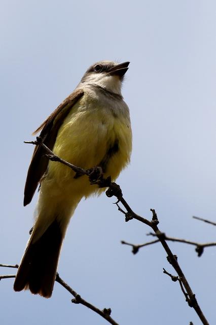 Watchful Kingbird