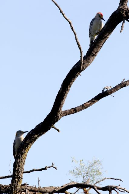 A Pair of Golden Fronted Woodpeckers