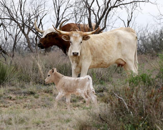Newest Member of the Herd!