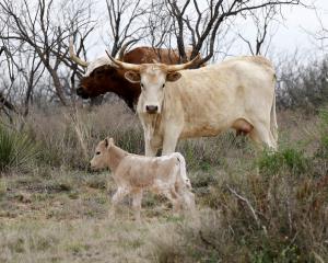 Newest Member of the Herd!