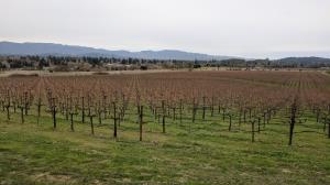 Vineyard