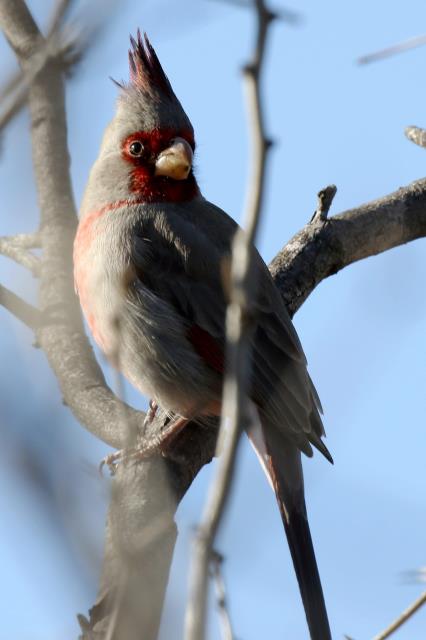 A Common Sight at the Park