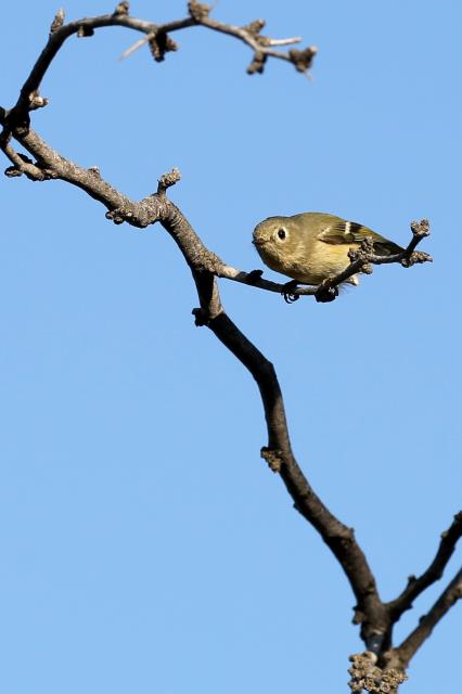 A Ruby Crowned Kinglet