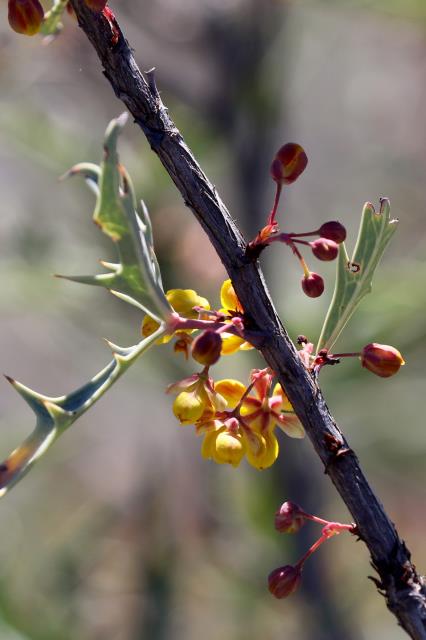 Agaraita Are Starting to Bloom!