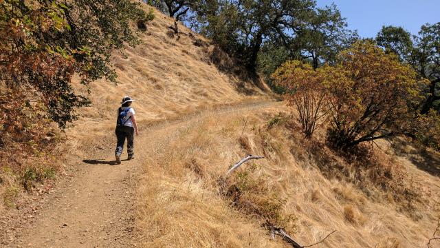 Coppertone Ascending