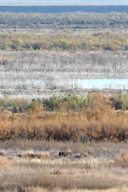 Lone Javalina
