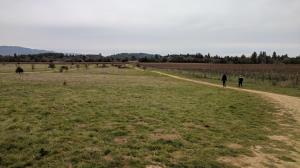 Off-leash Dog Area