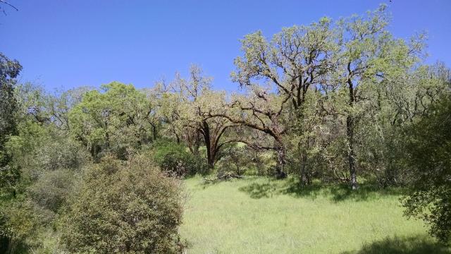 Vegetation