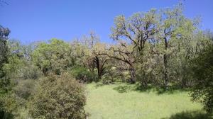 Vegetation
