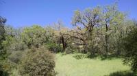Vegetation