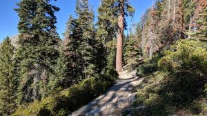 Trail View