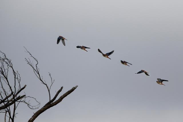 A Kestrel in Flight
