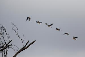 A Kestrel in Flight