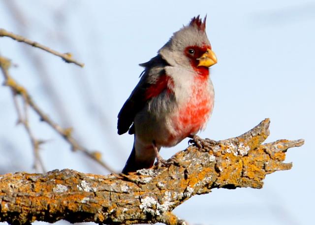 One of the Few birds seen 