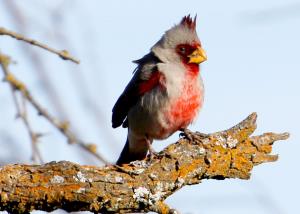 One of the Few birds seen 