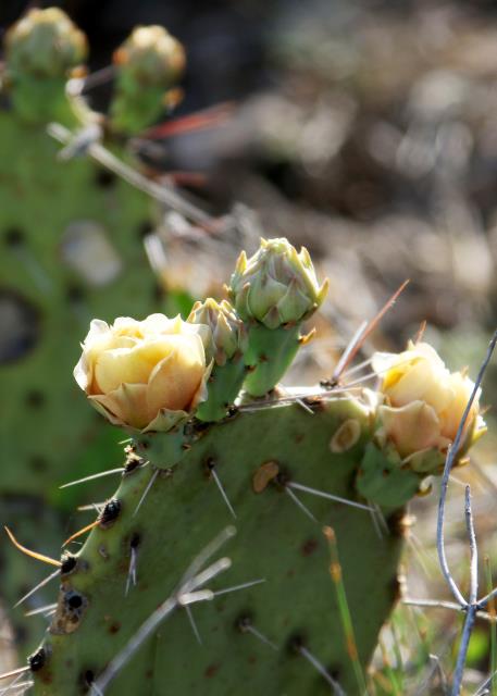 Cactus Flowers