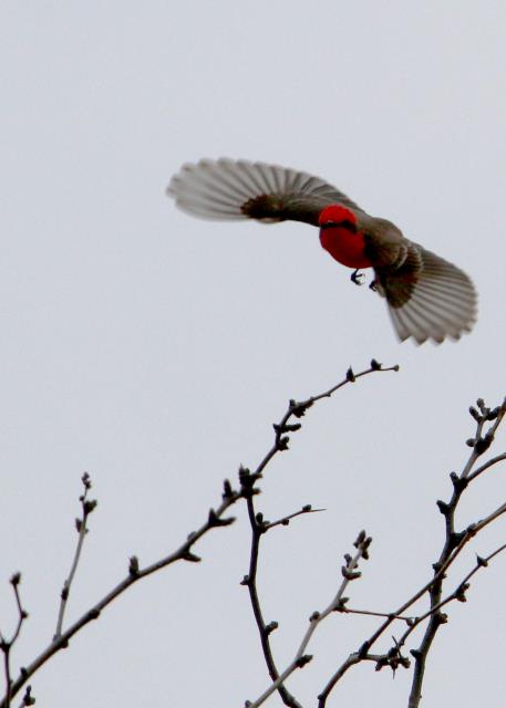 Taking Flight
