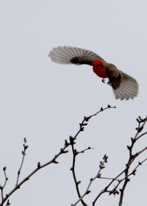 Taking Flight