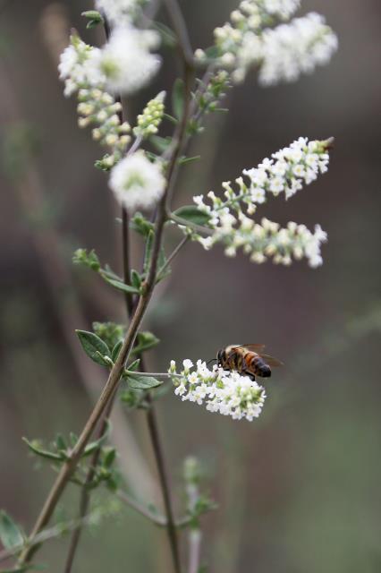 The bees like it!