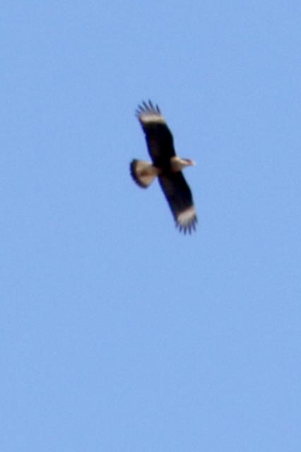 Crested Caracara from a distance