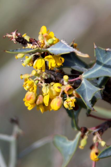 Agarita in Bloom