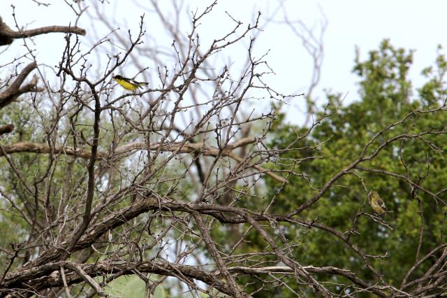 First Lesser Goldfinches Seen this Year!