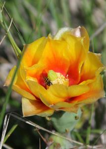 Busy Bee!
