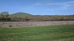 Vineyard