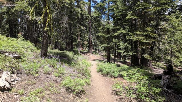 Tahoe Rim Trail