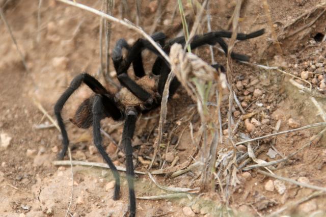 Tarantula