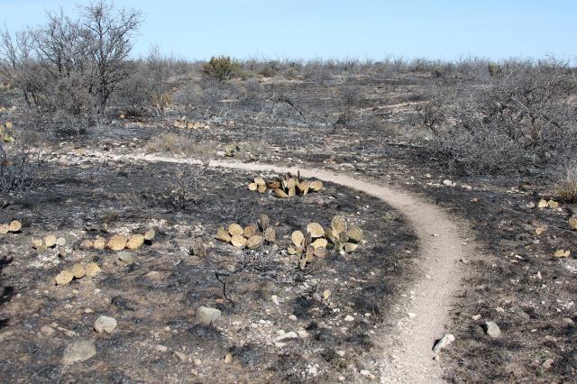 Some of the burned area