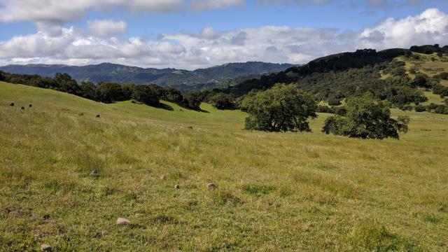 Meadow View