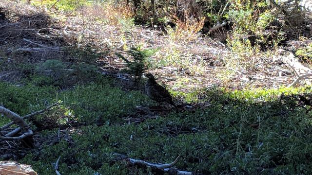 Grouse