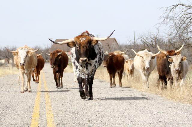 They Own the Road