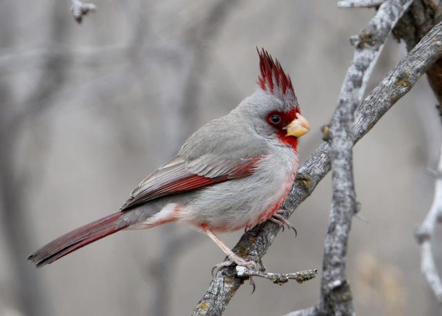 I Never Tire of Seeing this Bird