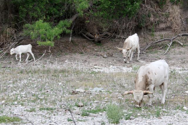 Watch for the Cattle!