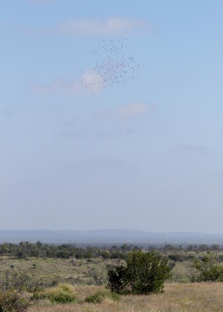 Migrating Gulls