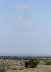 Migrating Gulls