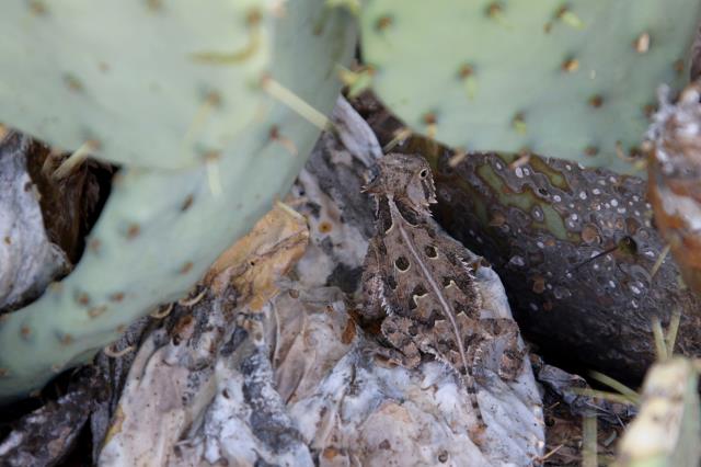 Small Horned Toad
