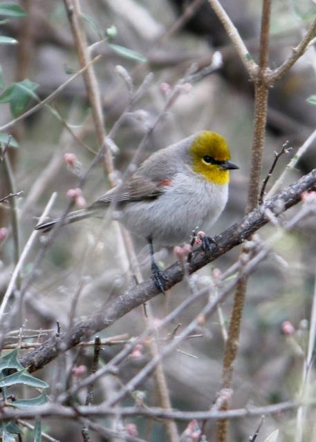 Verdin at Lanky Lackey