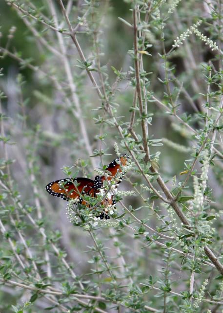 Butterfly at Bee Brush