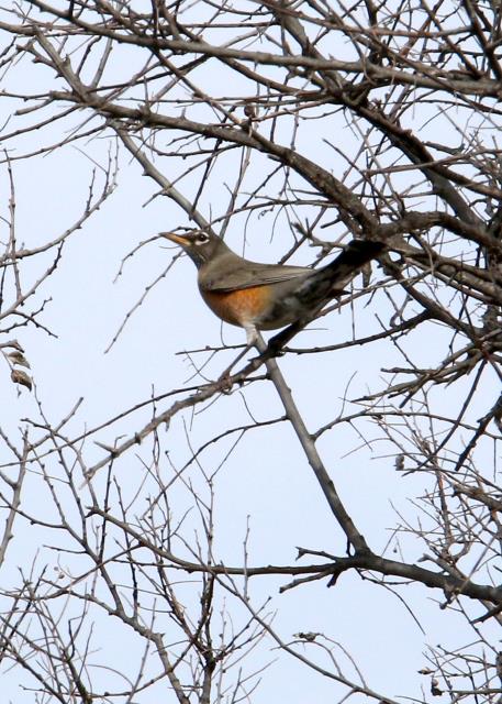 First Robin Spotted in a Few Years