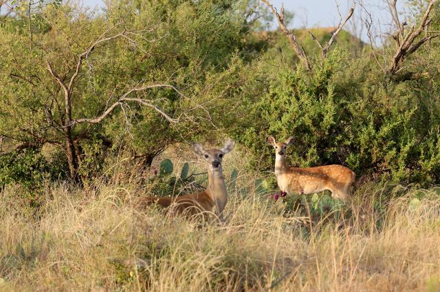 Deer inside the park.
