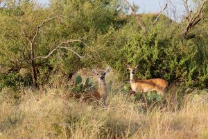 Deer inside the park.
