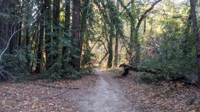 Trail View