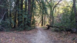 Trail View
