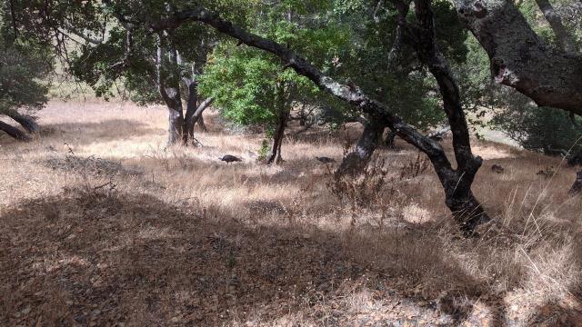 Wrong hill